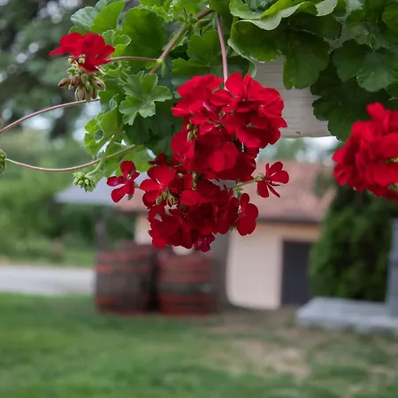 Rosica 里巴斯卡班亚